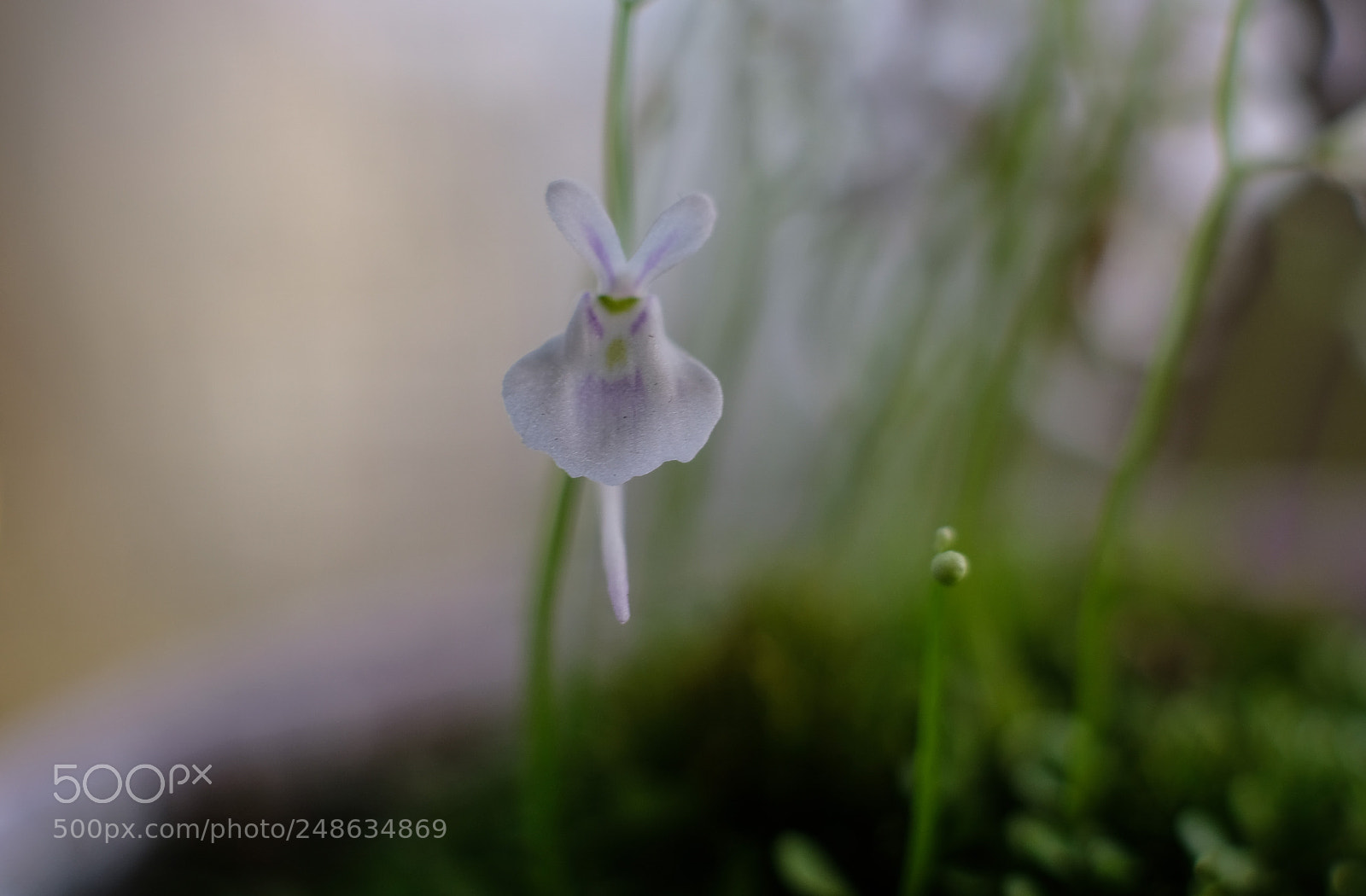 Fujifilm X-T20 sample photo. Untitled photography
