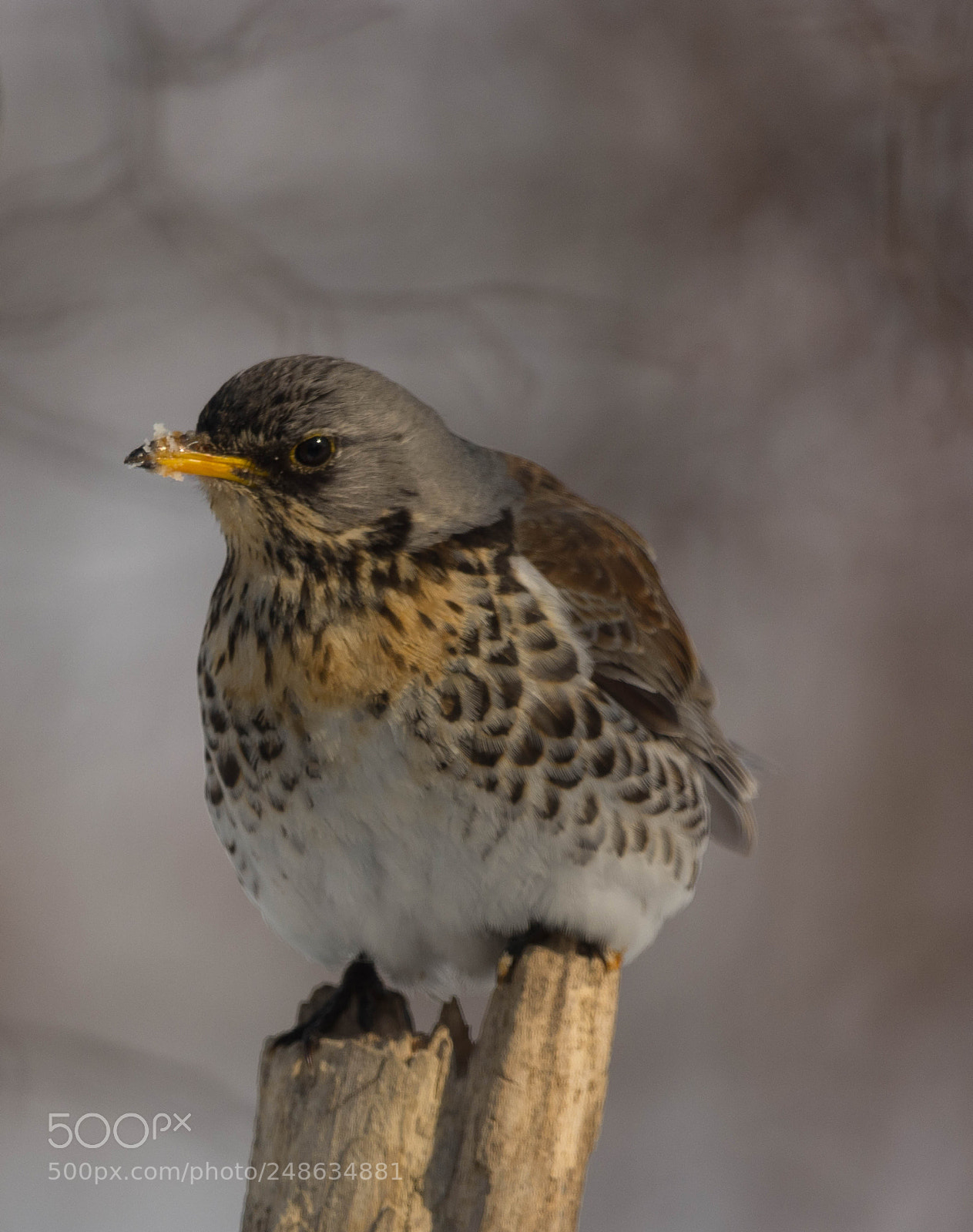 Nikon D7100 sample photo. Turdus pilaris photography