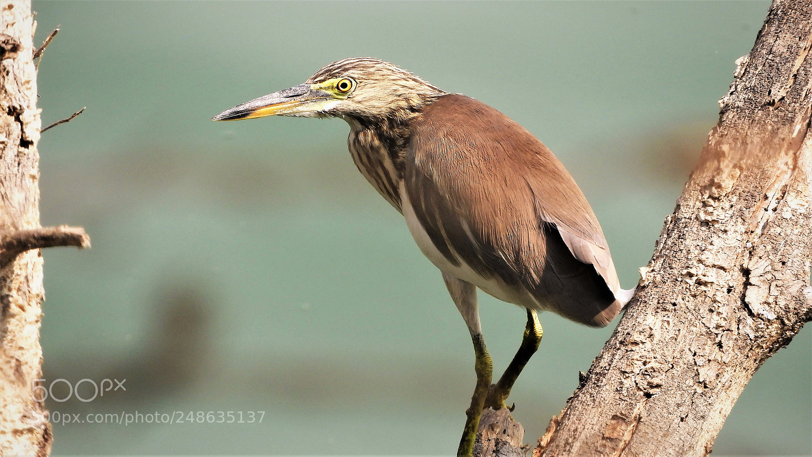 Nikon Coolpix B700 sample photo. Pond heron photography
