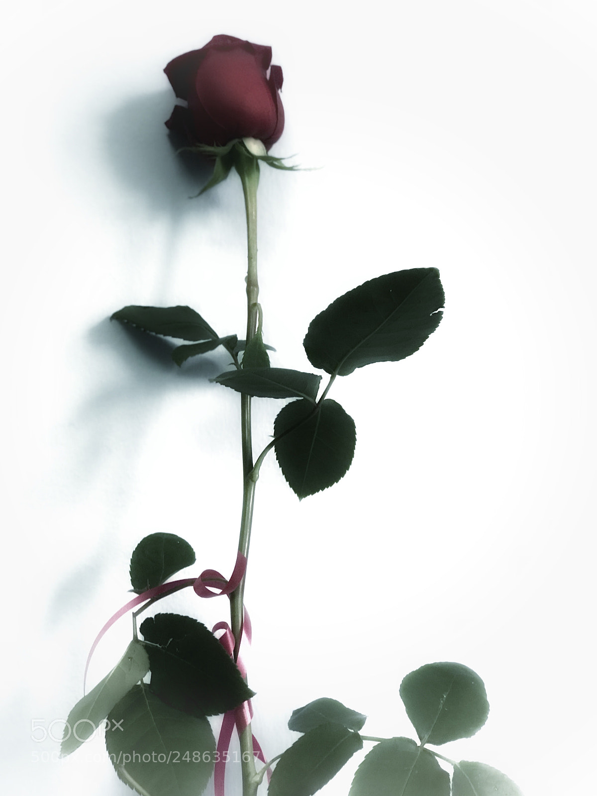 Apple iPhone 7 Plus sample photo. Single rose photography