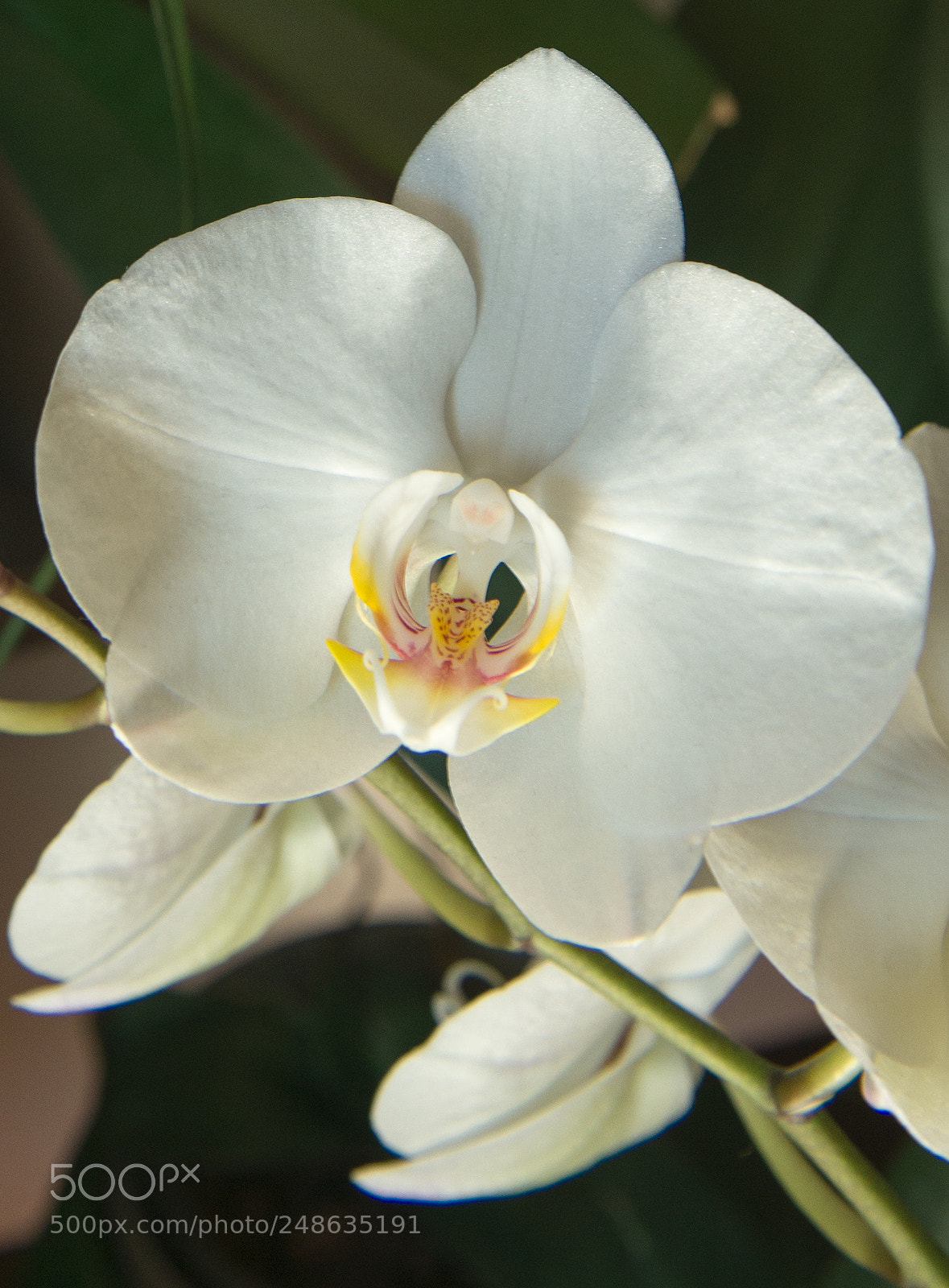 Nikon D610 sample photo. Orchidea photography