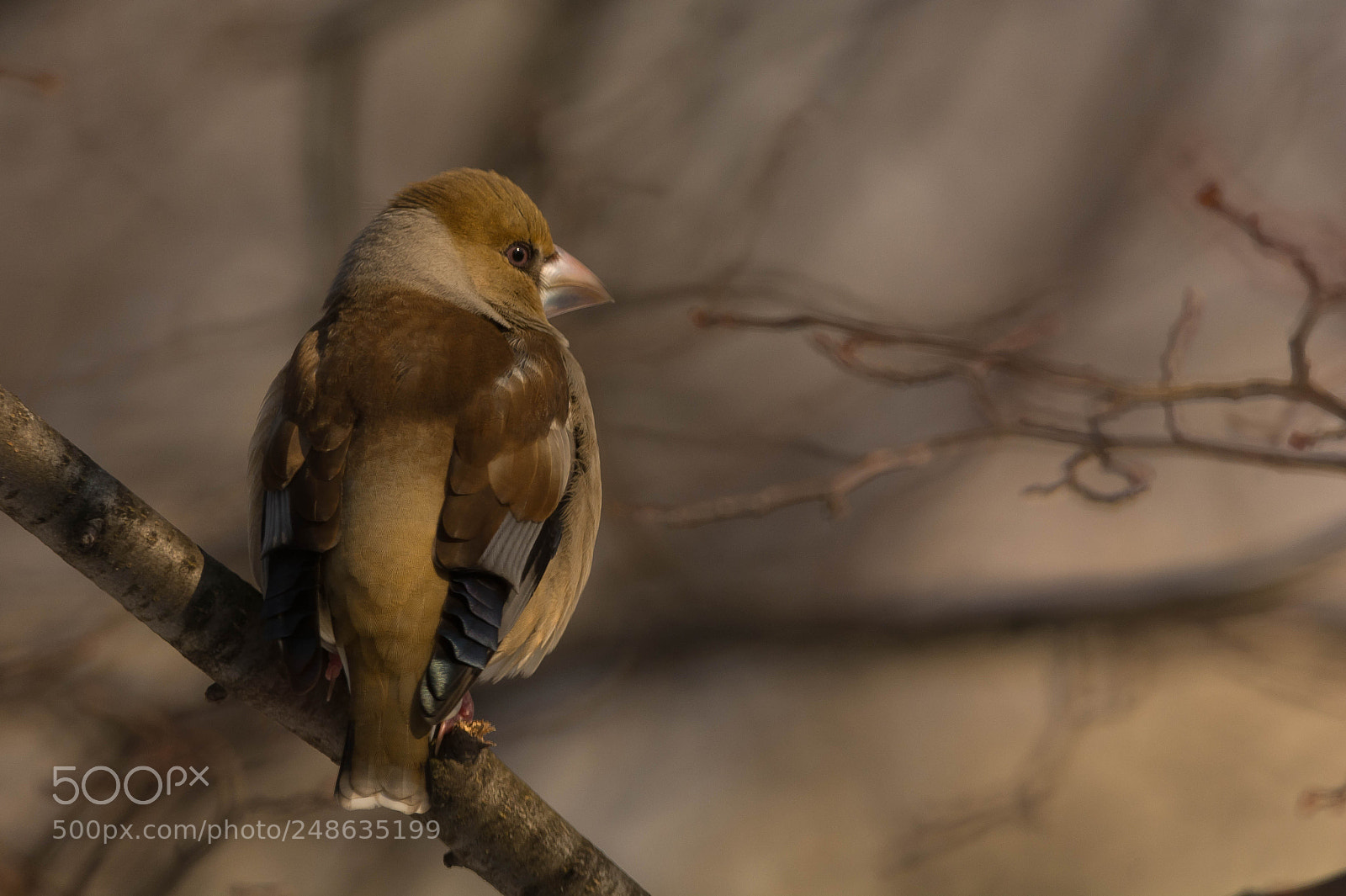 Nikon D7100 sample photo. C. coccothraustes photography