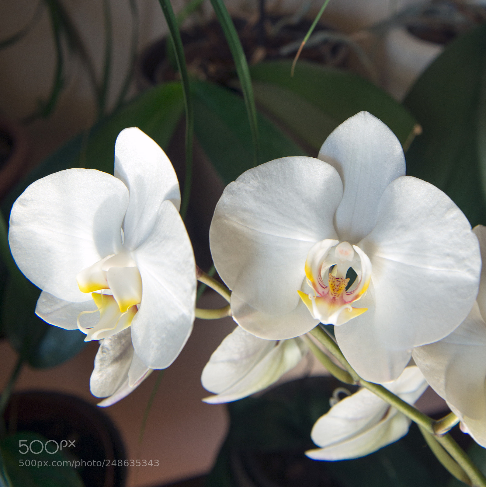 Nikon D610 sample photo. Orchiorpo photography