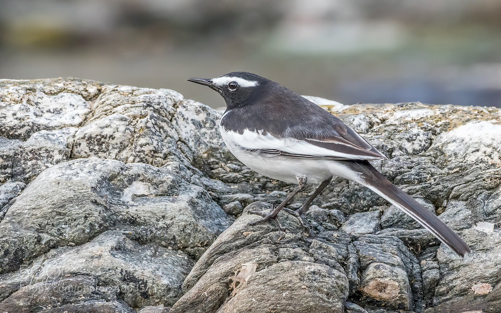 Nikon D500 sample photo. White-browed wagtail photography