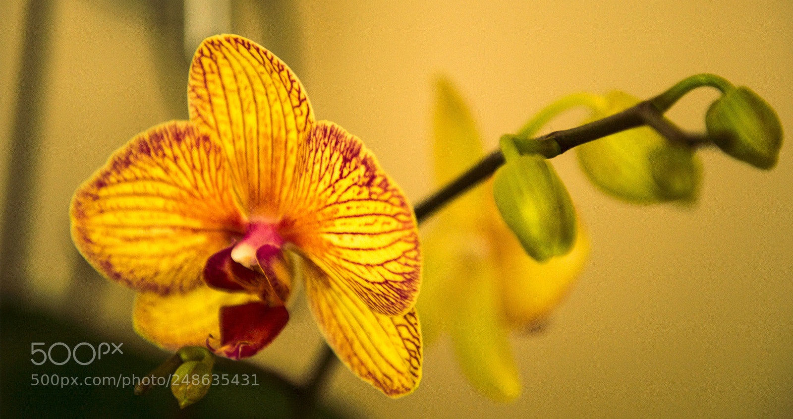 Nikon D610 sample photo. Orchish photography