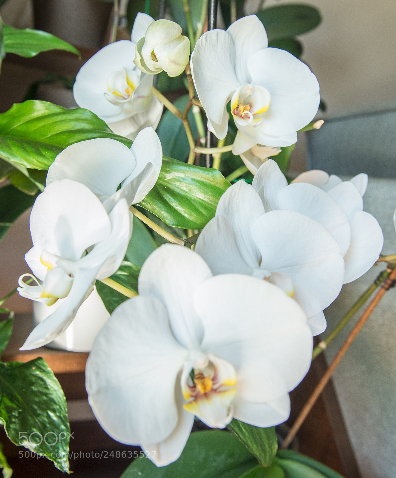 Nikon D610 sample photo. Orchigroup photography