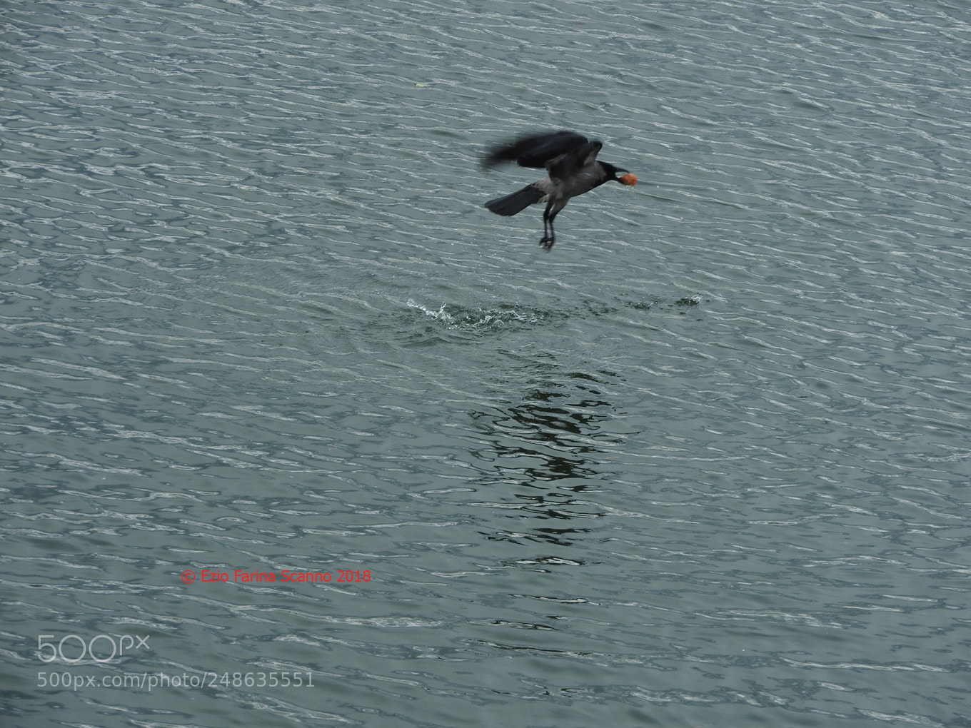 Nikon Coolpix P610 sample photo. Cornacchia (corvus cornix) photography