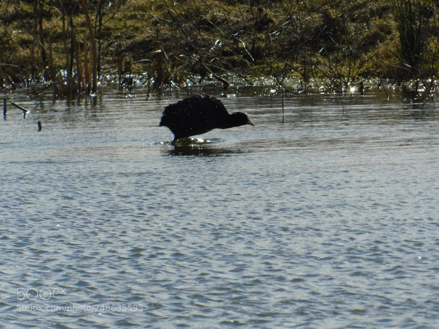 Nikon Coolpix B500 sample photo. Nature photography