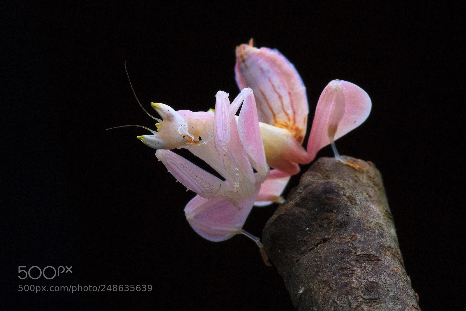 Canon EOS 7D sample photo. Pink, mantis, orchid mantis photography