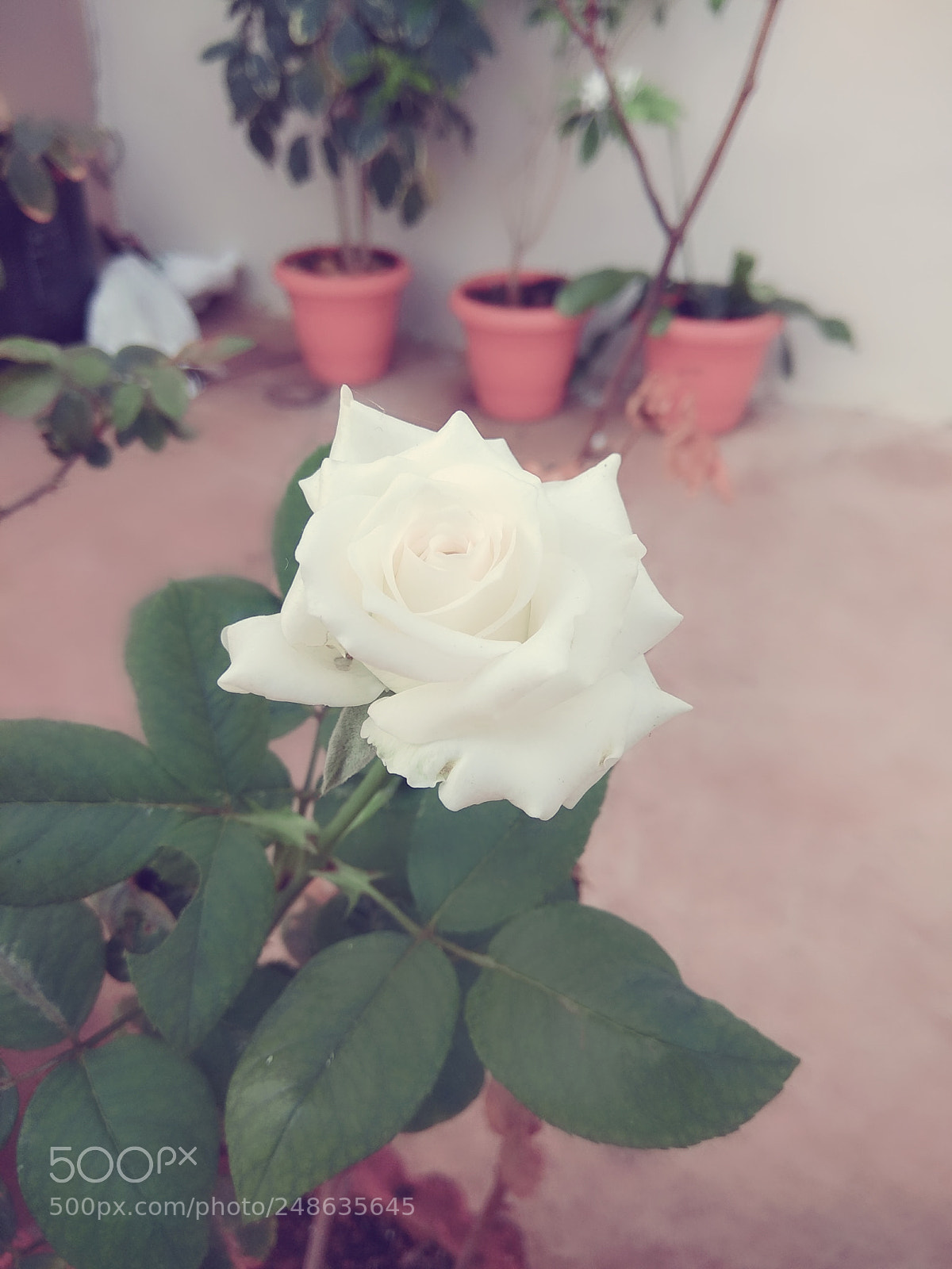 Xiaomi Redmi Note 4 sample photo. Untitled photography