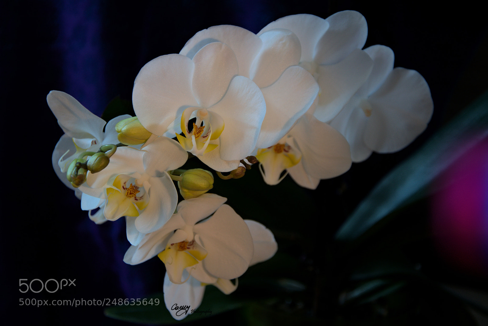 Nikon D5300 sample photo. Orchids photography