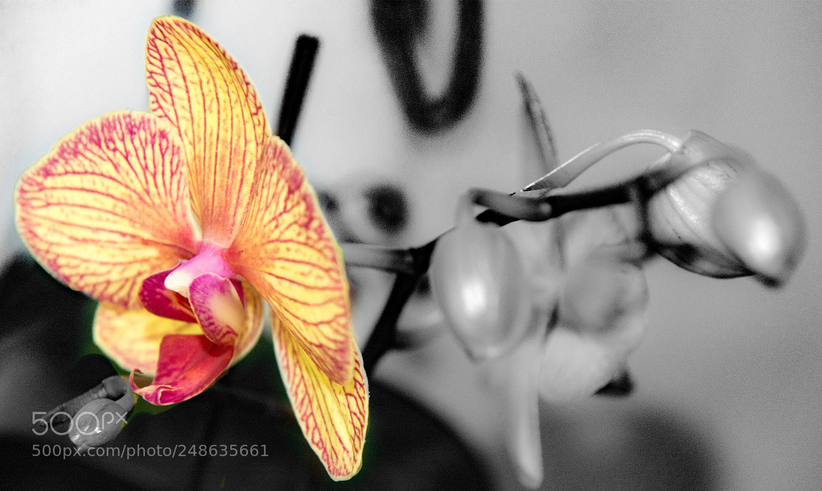 Nikon D610 sample photo. Orcbn photography