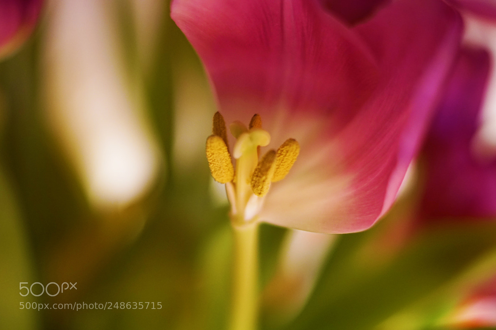 Sony SLT-A68 sample photo. Tulip photography
