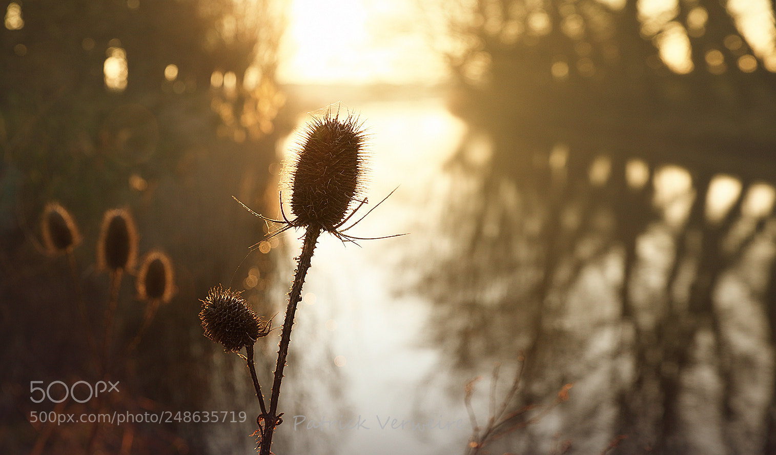 Canon EOS 5DS sample photo. Backlight photography