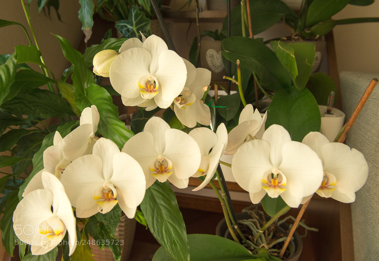 Nikon D610 sample photo. Orchimeting photography