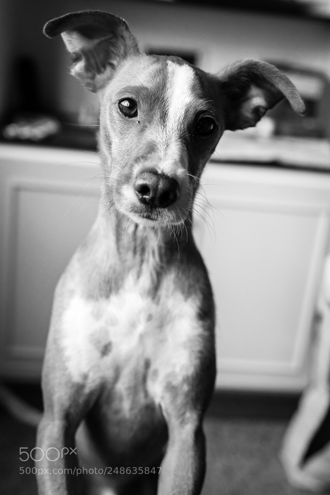 Nikon D5600 sample photo. Max photography
