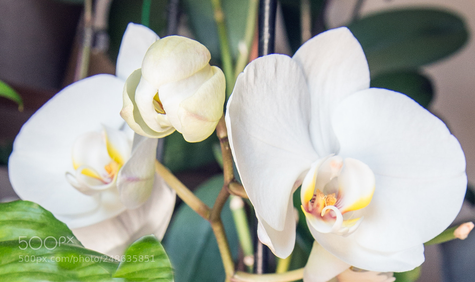 Nikon D610 sample photo. Orcvic photography