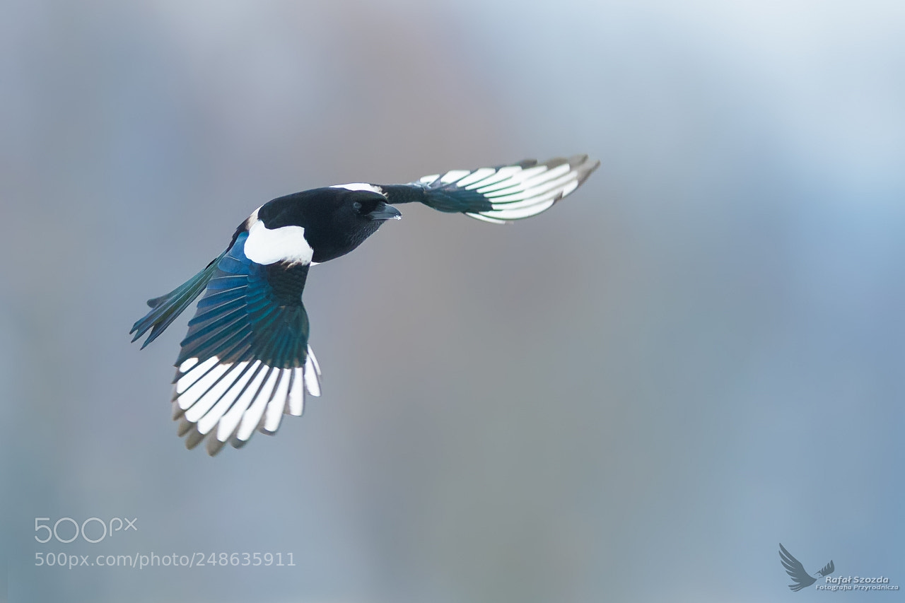 Nikon D500 sample photo. Sroka, eurasian magpie pica photography