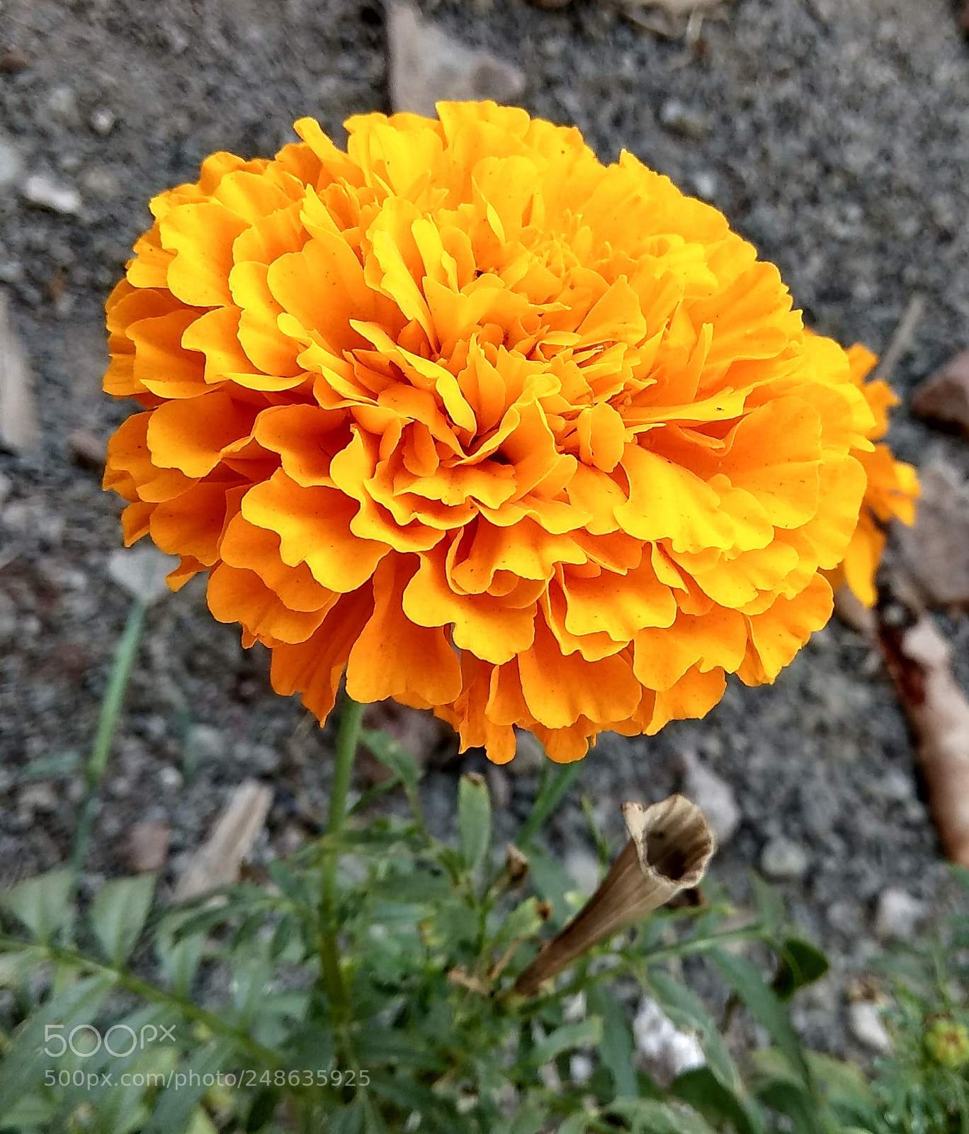 Xiaomi Redmi Note 4 sample photo. Untitled photography