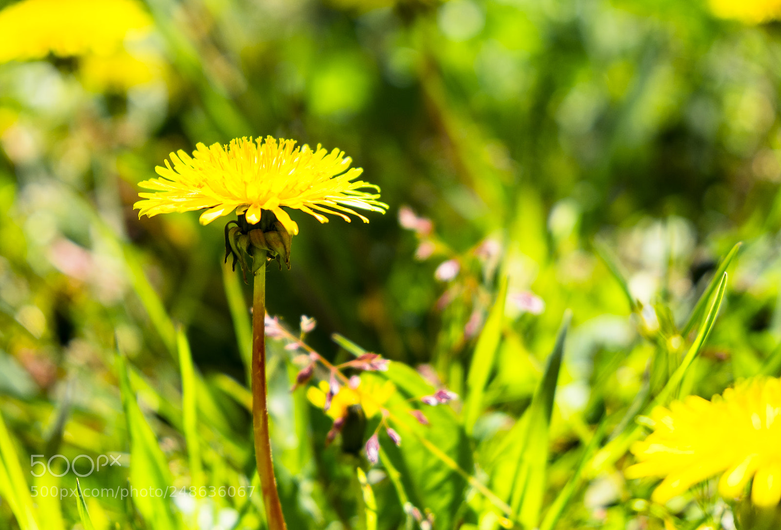 Fujifilm X-T1 sample photo. Lions's-tooth photography