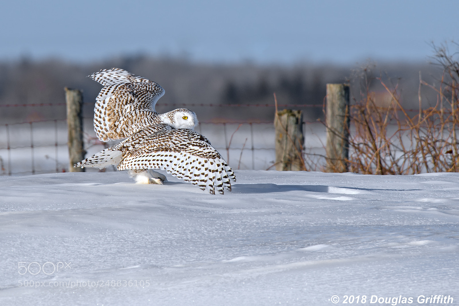 Nikon D500 sample photo. Female snowy owl bubo photography