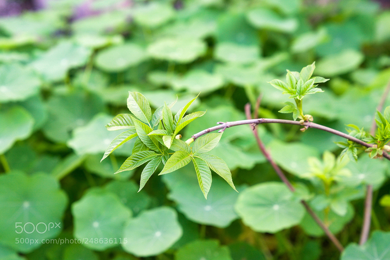 Sony a9 sample photo. Bring me to life photography