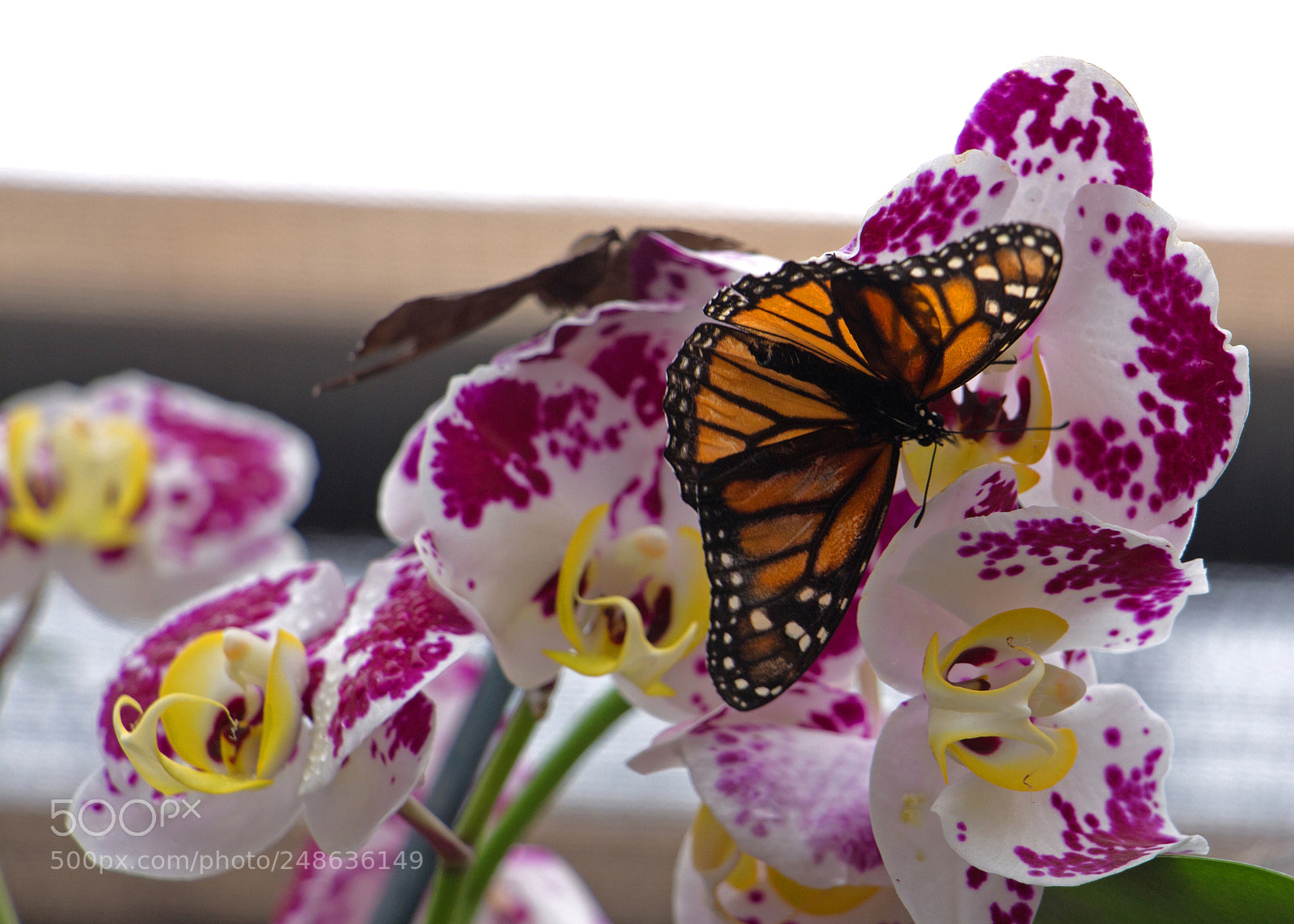 Canon EOS 700D (EOS Rebel T5i / EOS Kiss X7i) sample photo. Monarch photography