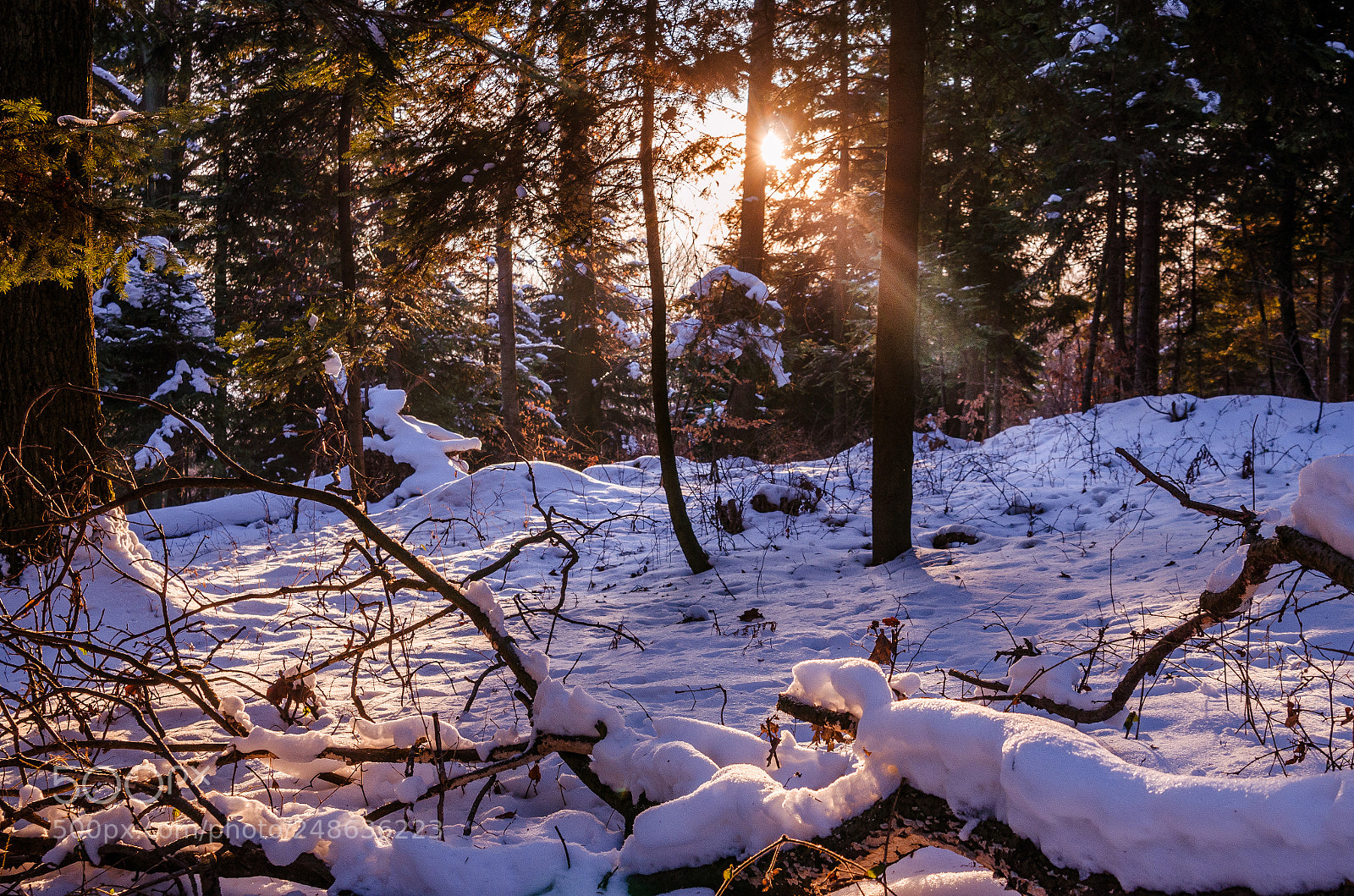 Nikon D5100 sample photo. White forest #1 photography
