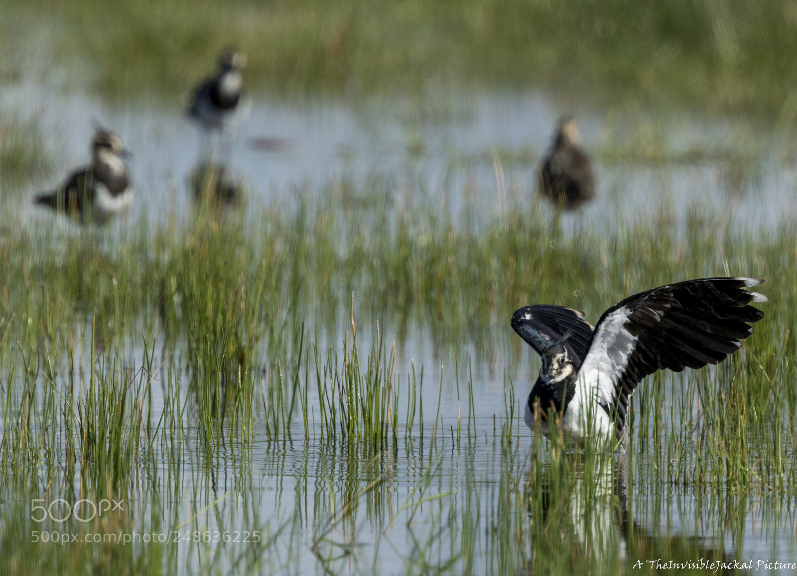 Canon EOS 7D Mark II sample photo. Northern lapwing photography