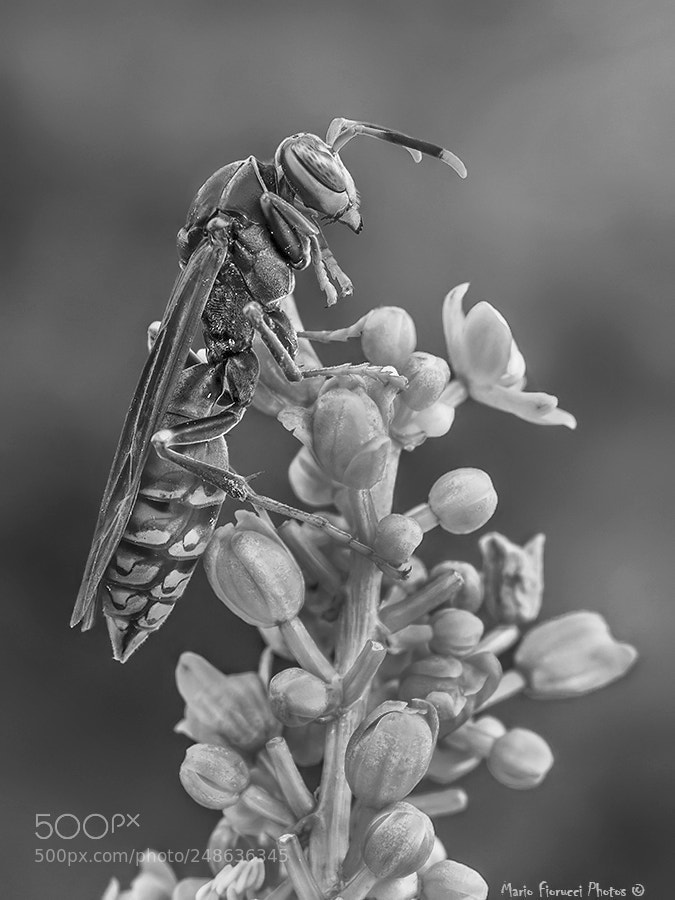 Canon EOS 40D sample photo. Alien photography