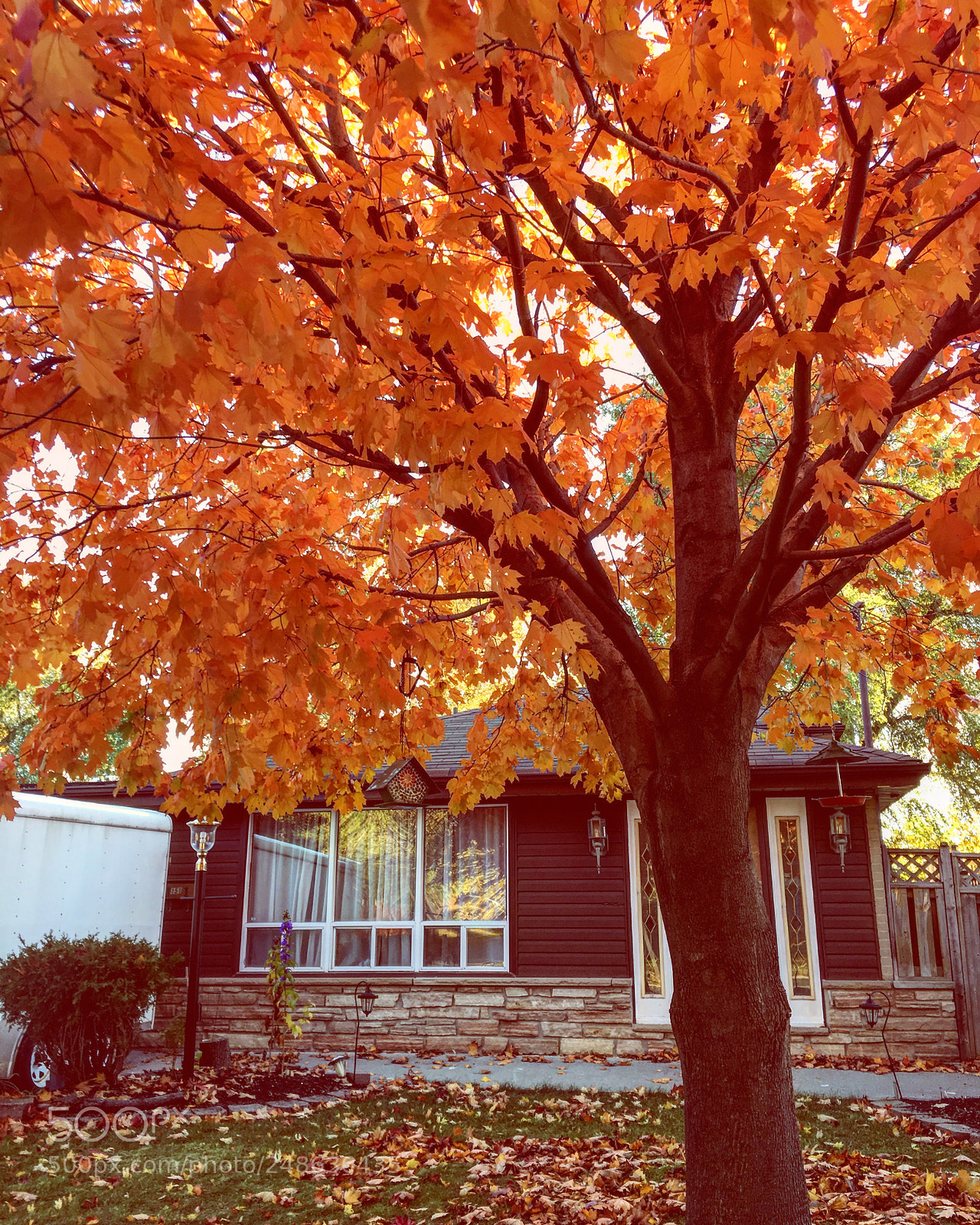 Apple iPhone 6s Plus sample photo. Fall on its way photography