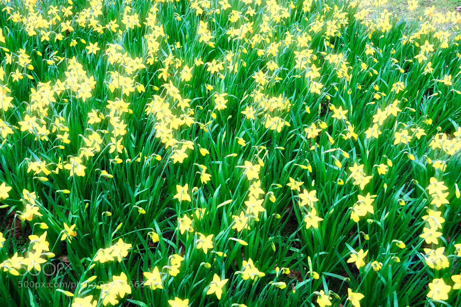 Canon PowerShot G1 X Mark III sample photo. Narcisses suite photography