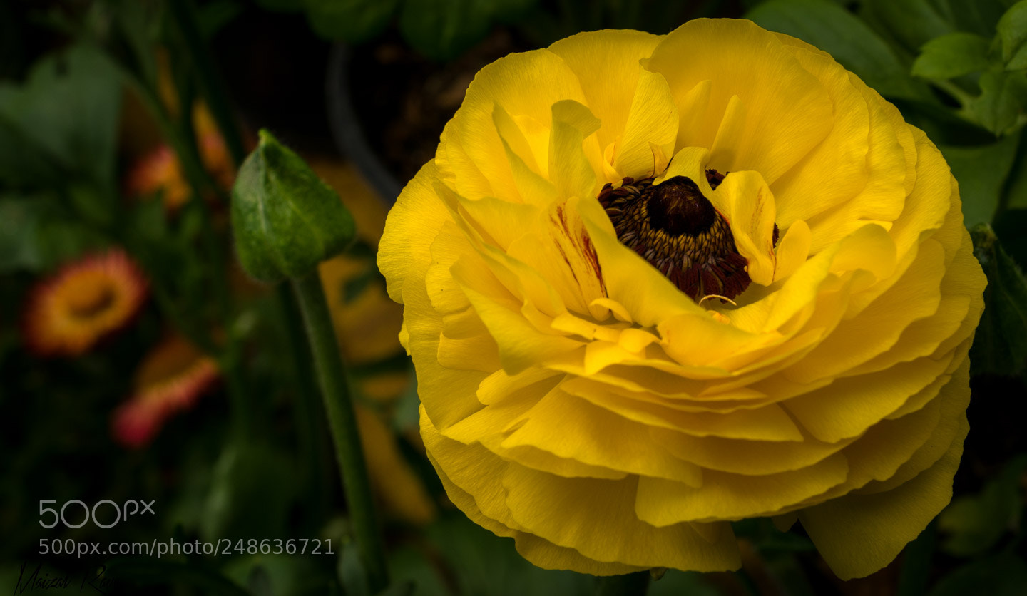 Nikon D3400 sample photo. Amarillo intenso. photography