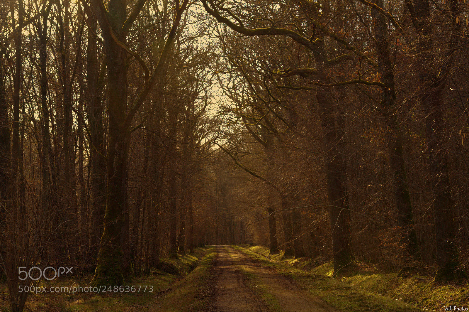 Nikon D3100 sample photo. Forest photography