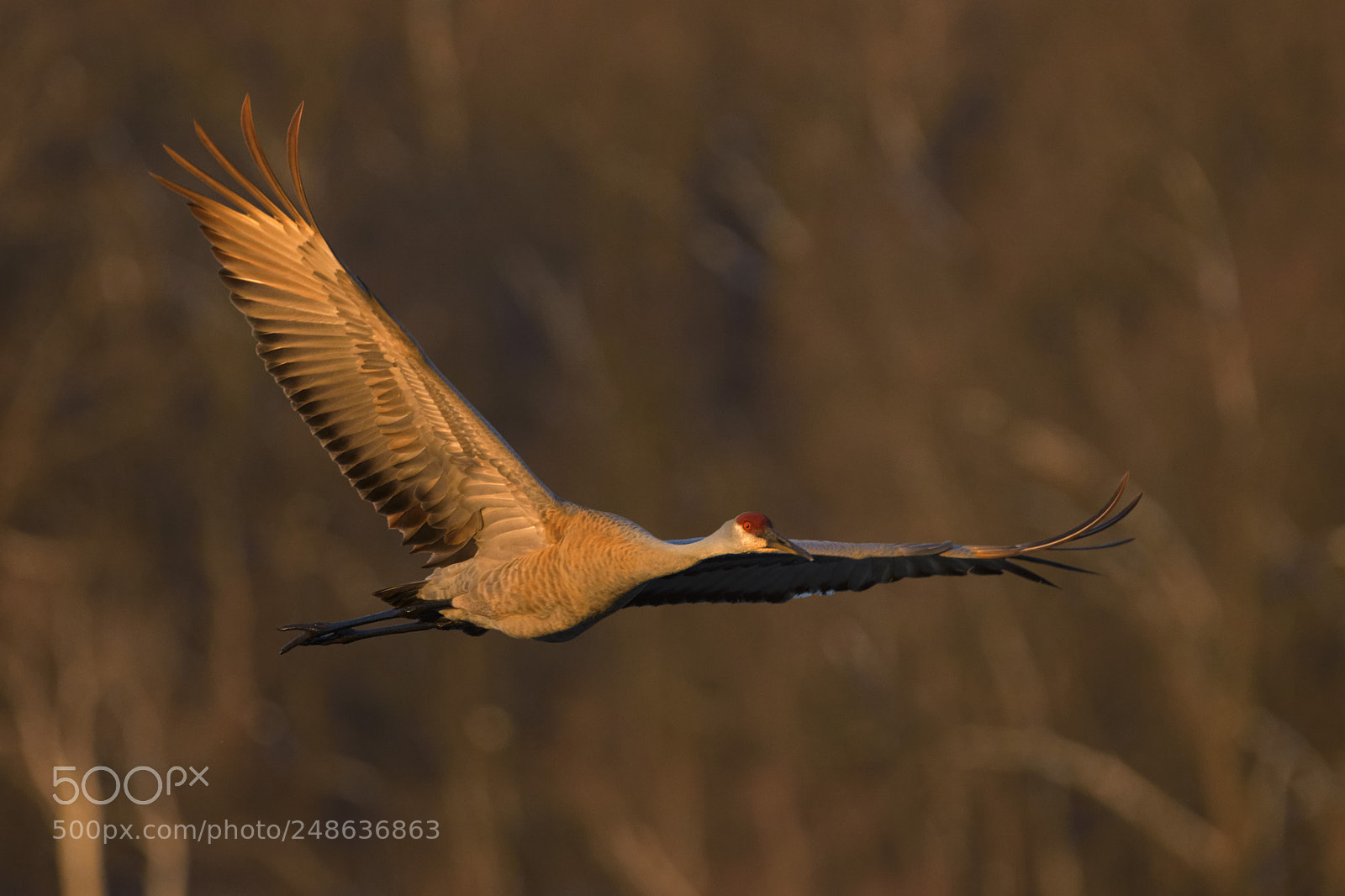 Nikon D7200 sample photo. Flying sandhill crane photography