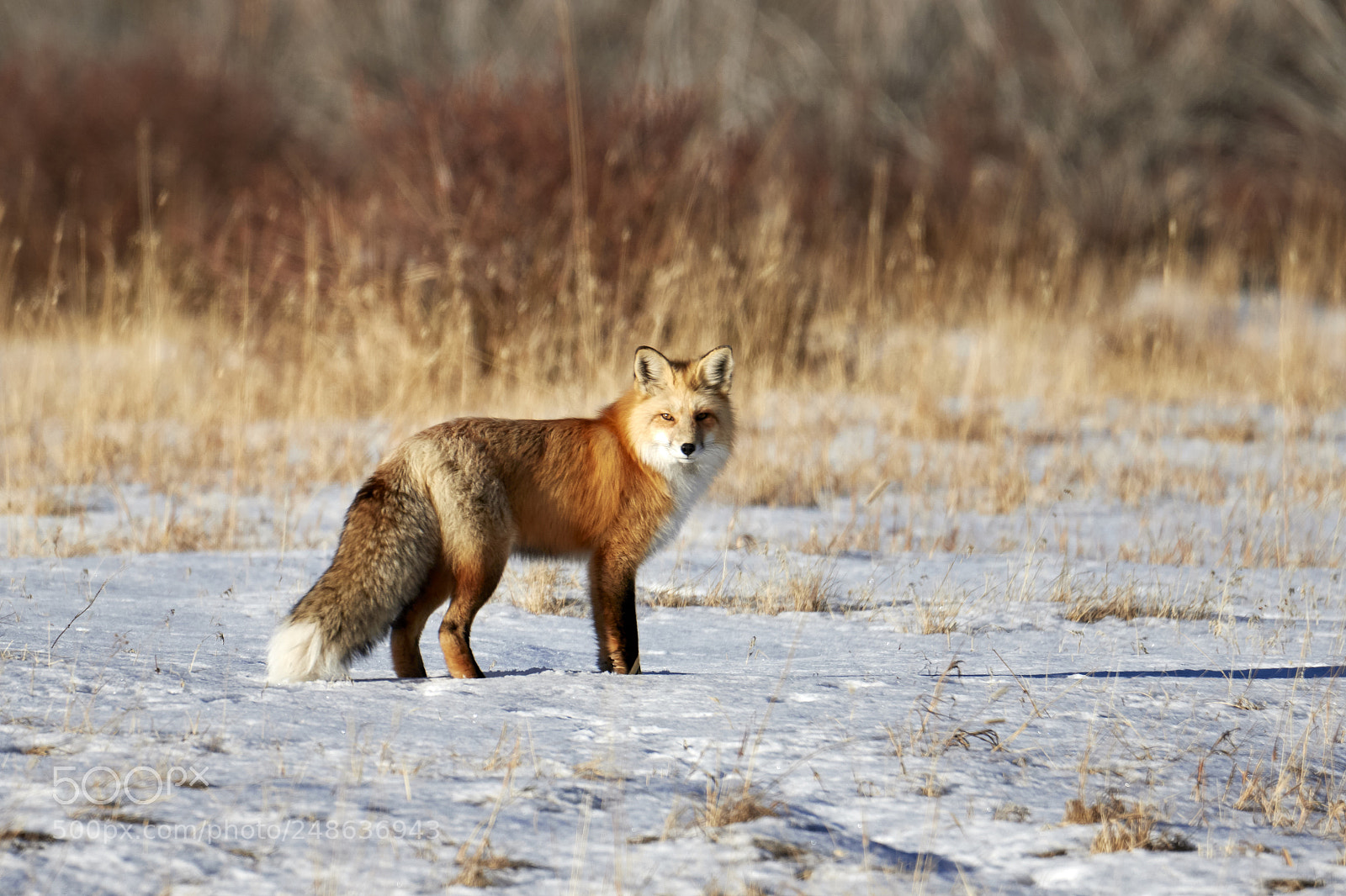 Canon EOS 7D Mark II sample photo. Catch the fox photography