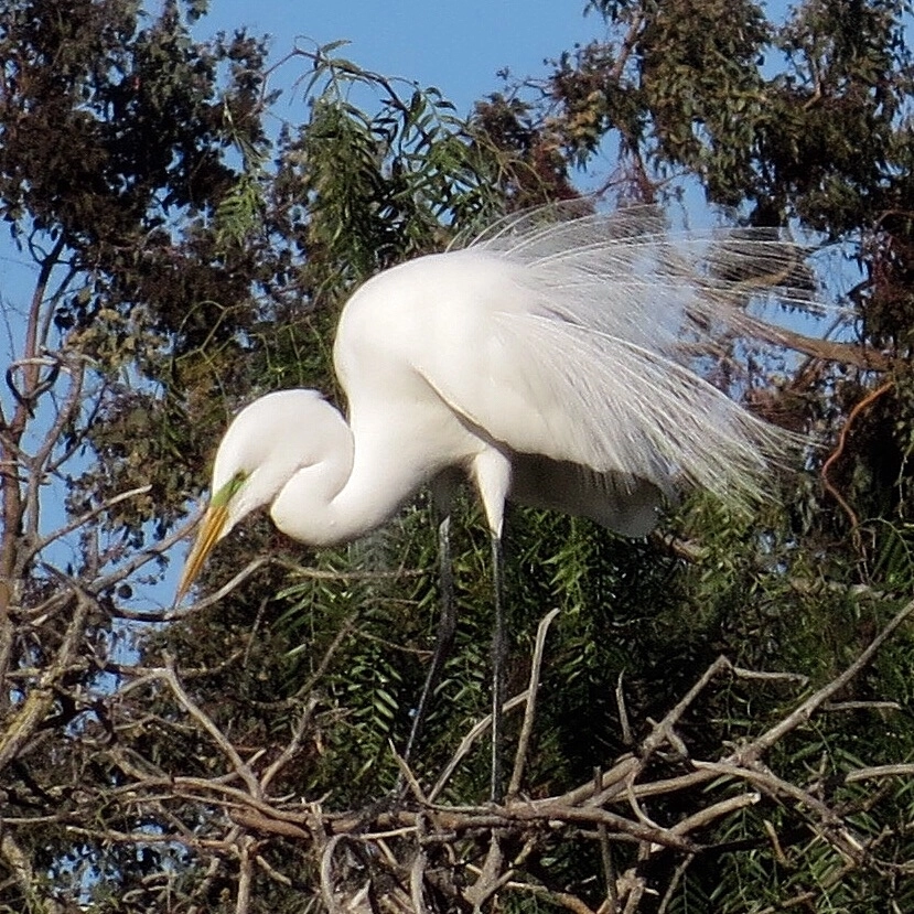 Canon PowerShot SX280 HS sample photo. Great egret photography