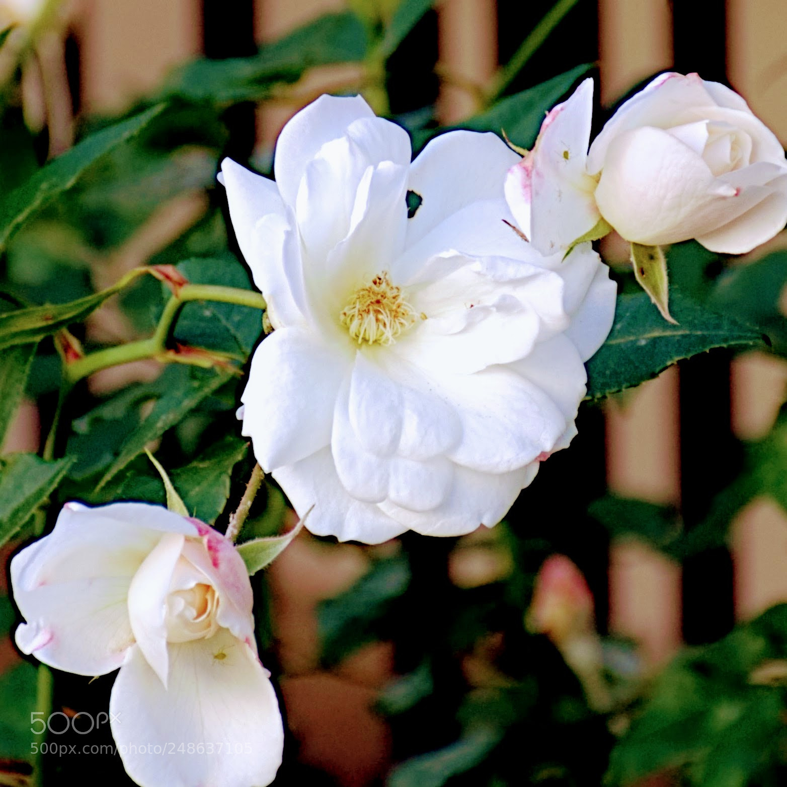 Nikon D7200 sample photo. Rosa multiflora photography