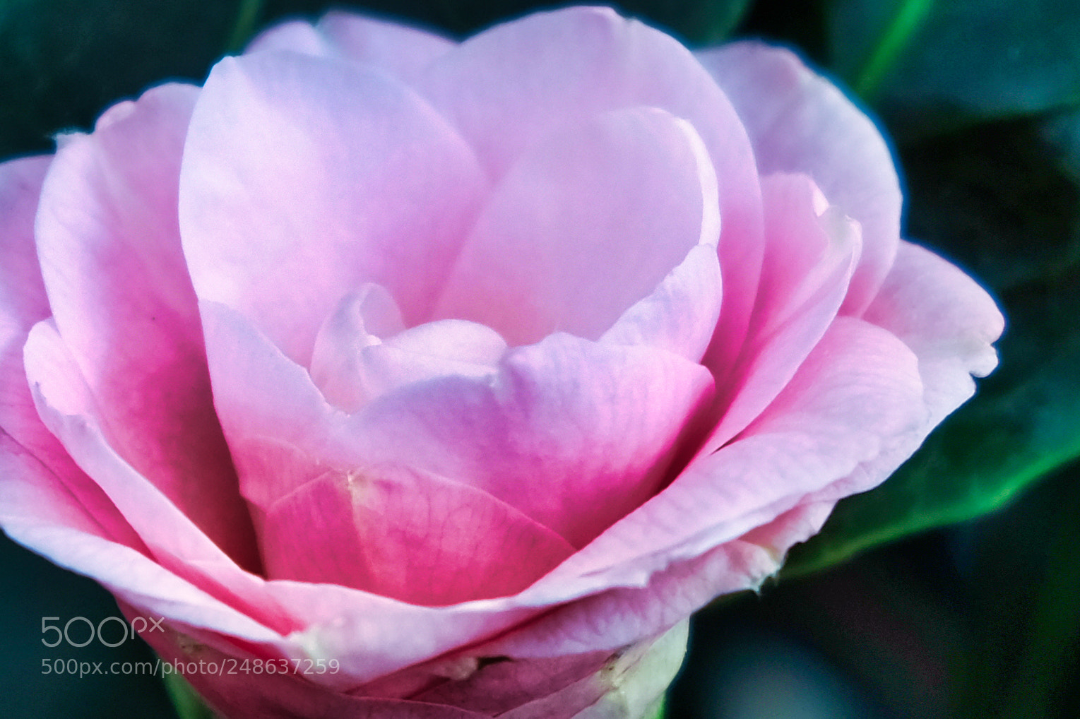 Fujifilm X-Pro2 sample photo. Flower photography