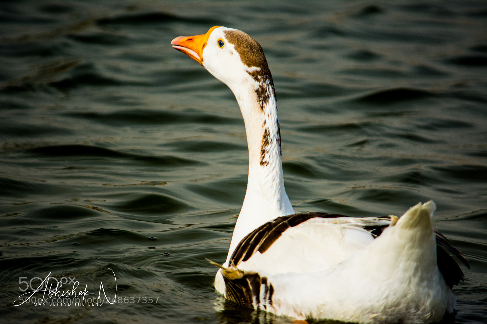 Nikon D5200 sample photo. Wildlife photography