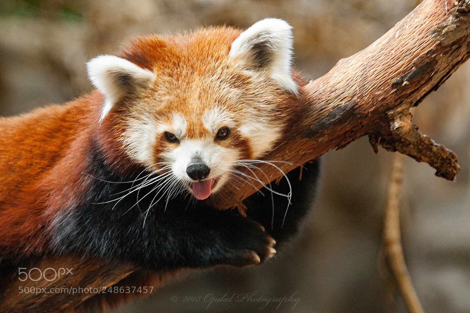 Canon EOS 5D sample photo. Red panda photography