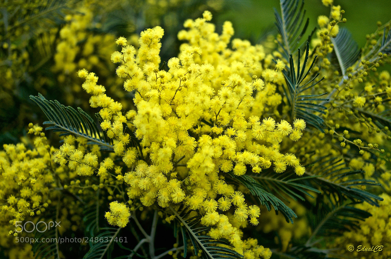 Pentax K-5 sample photo. Mimosa photography