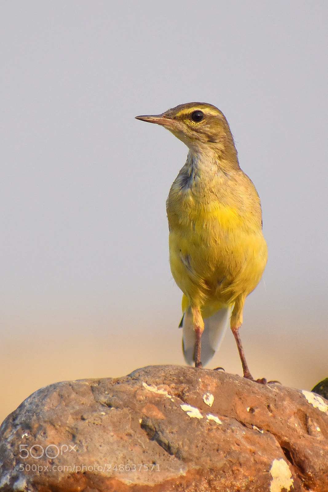Nikon D7200 sample photo. Yellow wagtail photography