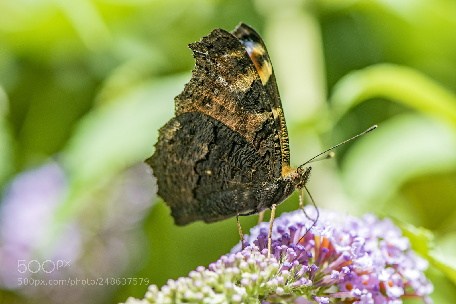 Nikon D5300 sample photo. Inachis io, le paon-du-jour photography