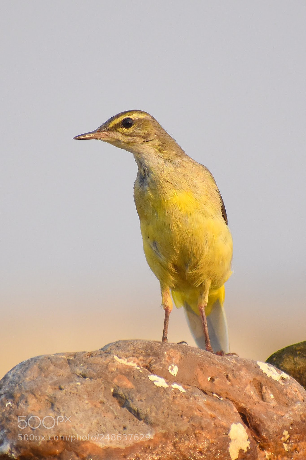 Nikon D7200 sample photo. Yellow wagtail photography