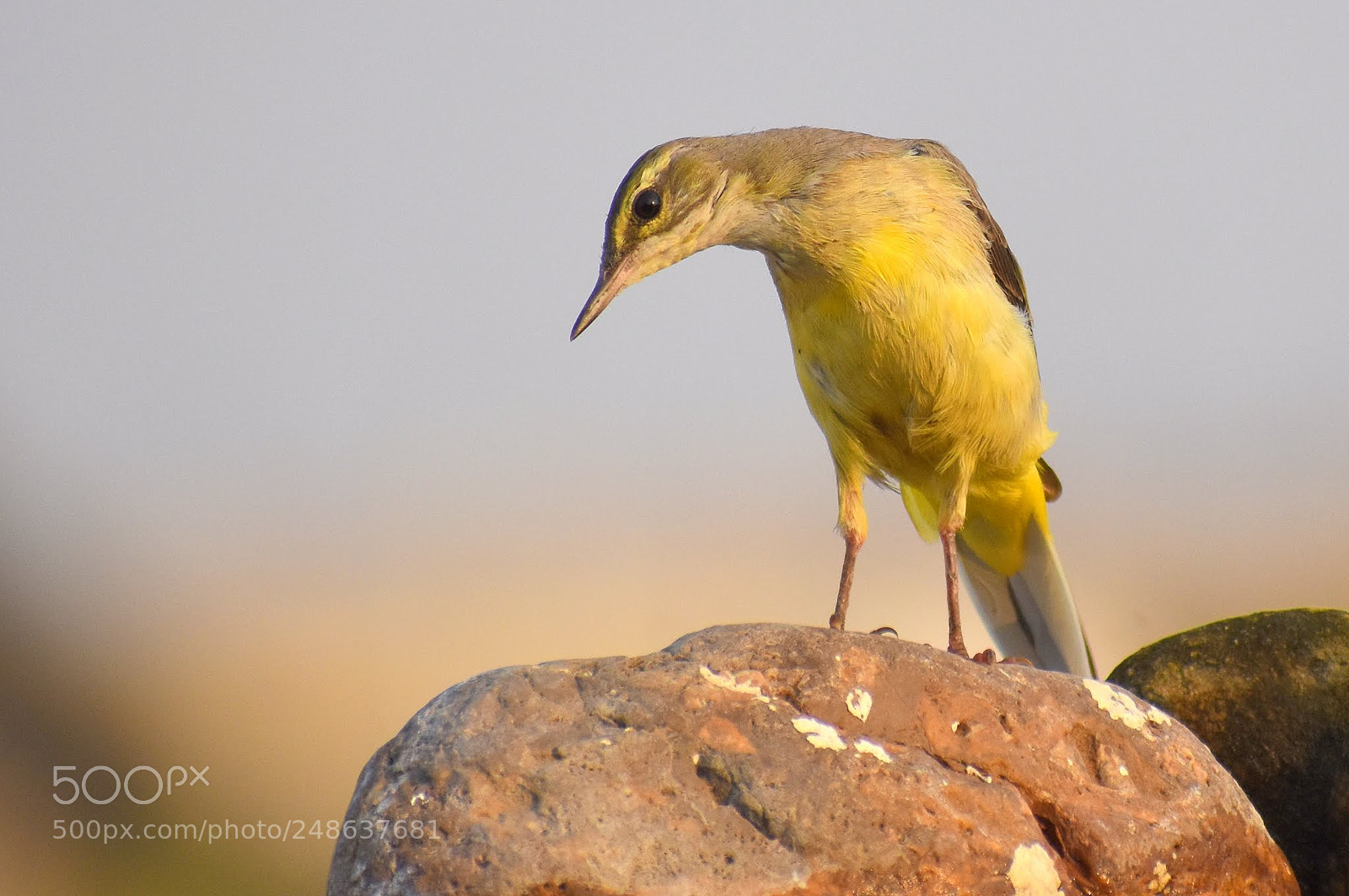 Nikon D7200 sample photo. Yellow wagtail photography