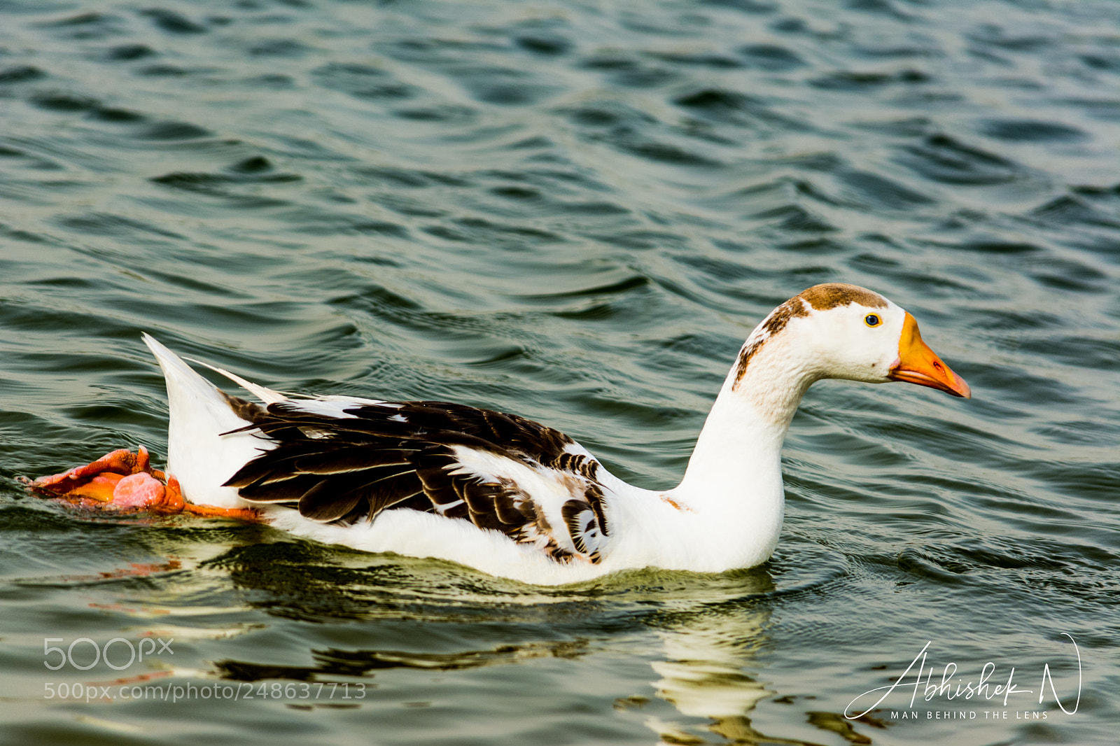 Nikon D5200 sample photo. The swimmer photography