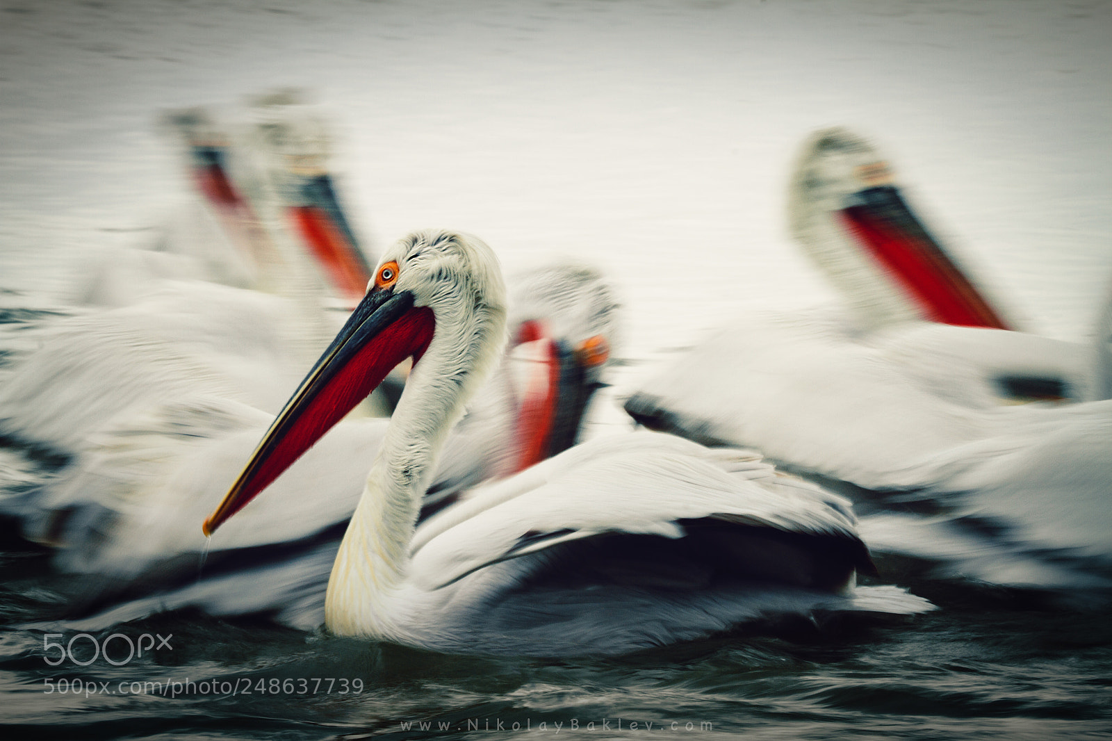 Canon EOS 7D sample photo. Art pelicans photography