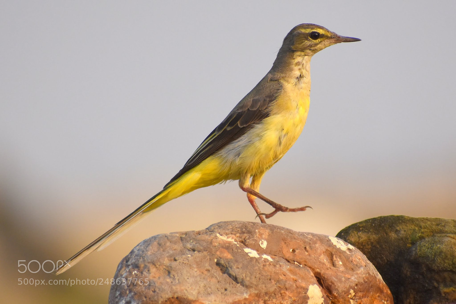 Nikon D7200 sample photo. Yellow wagtail photography