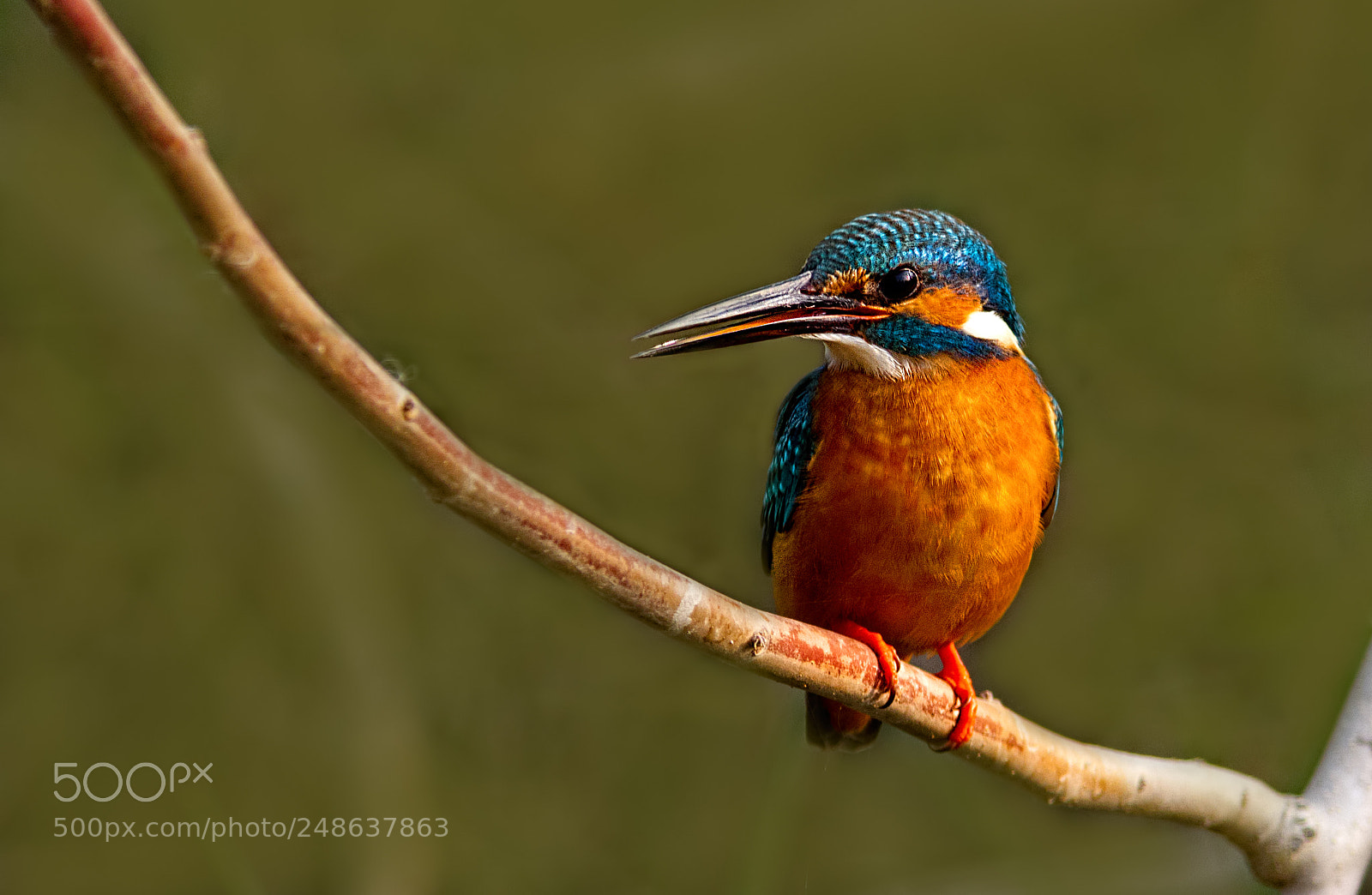 Canon EOS 7D sample photo. Common kingfisher... photography